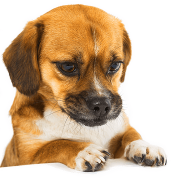 pet a dog