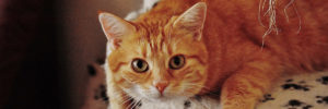 Photo of adorable orange cat.