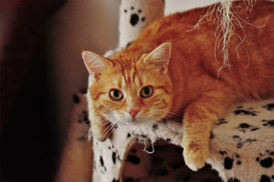Photo of adorable orange cat.