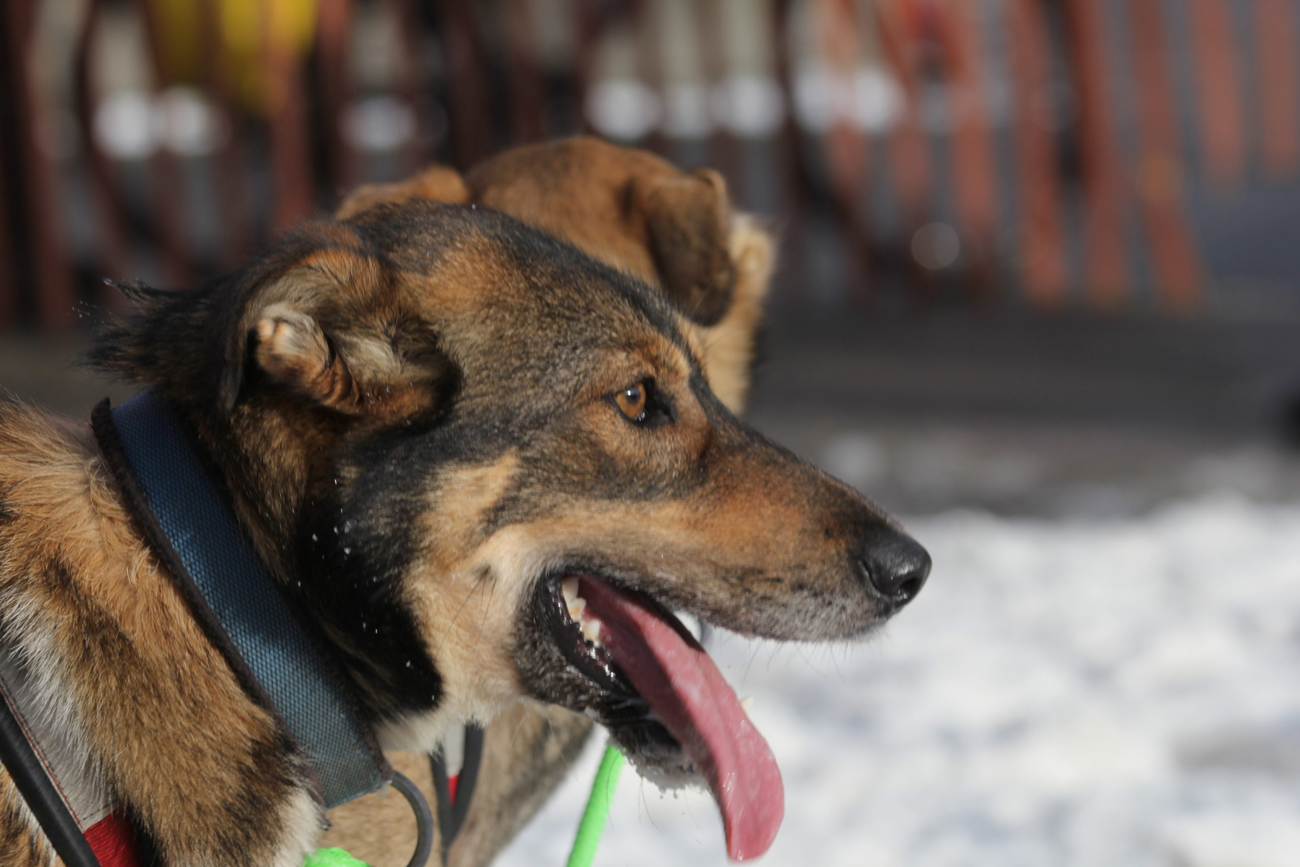 The Real-Life Diet of an Iditarod Musher, Who Eats When His Dogs Eat