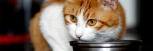 Photo of cat eating out of a metal bowl.