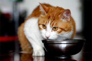 Photo of cat eating out of a metal bowl.
