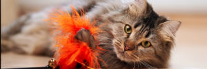 Photo of cat laying on floor playing with a feather toy.