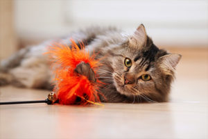 Photo of cat laying on floor playing with a feather toy.