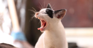 Photo of cat yawning.