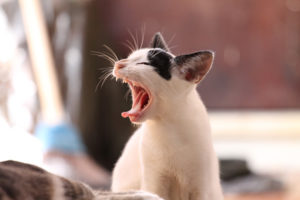 Photo of cat yawning.