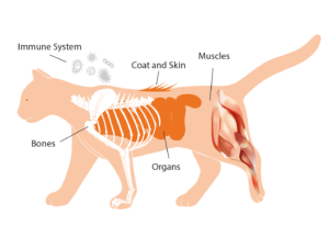 Protein & Amino Acids