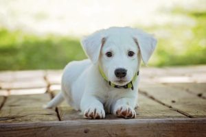 A white puppy laying down, looking into camera.
