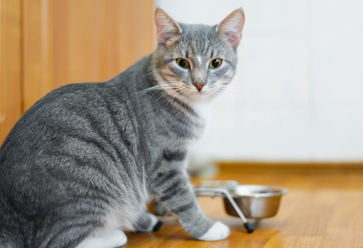 Guaranteed Analysis Pet Food Institute