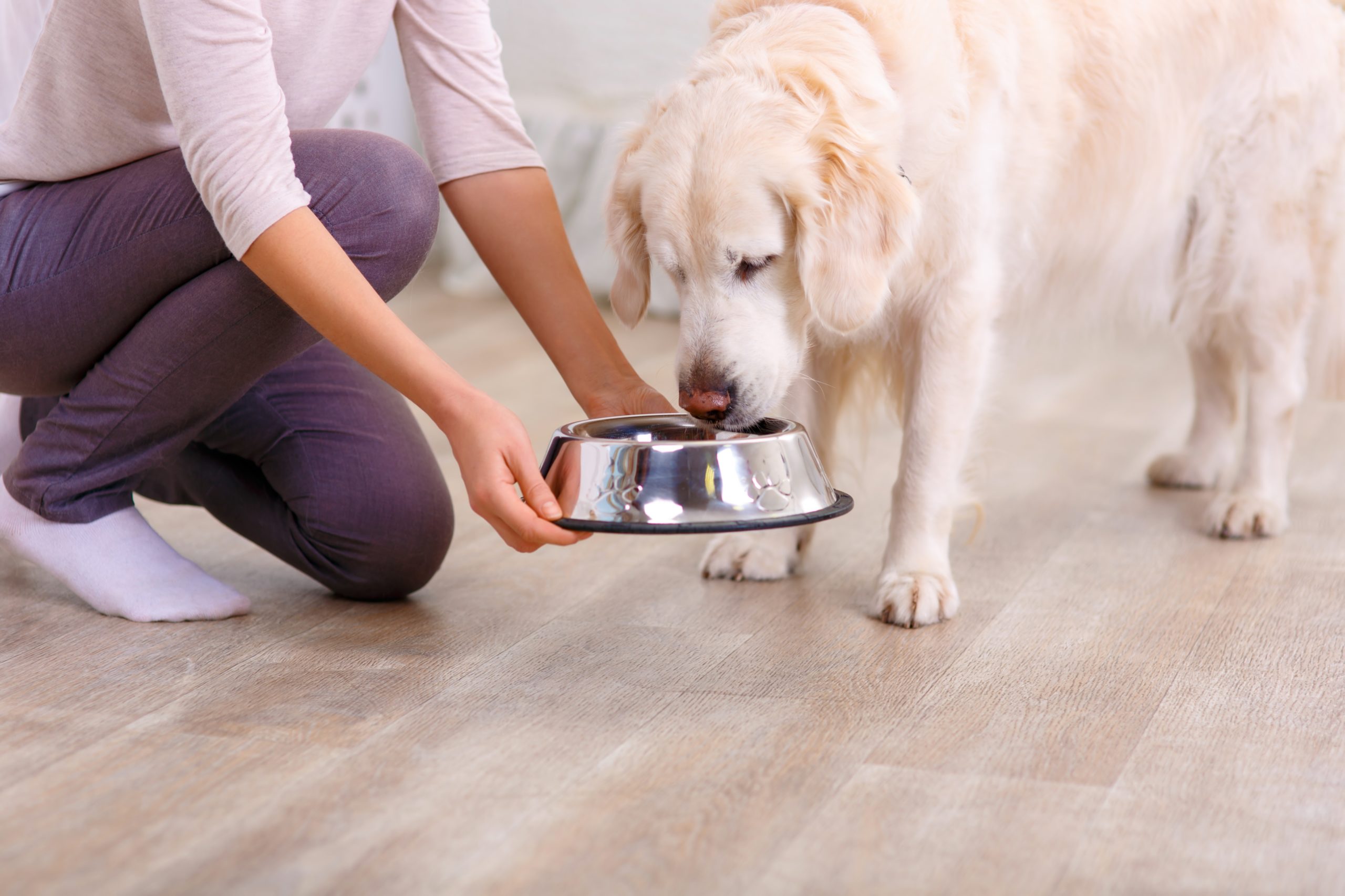 A to Z of Pet Food: Carbohydrates - Pet Food Institute