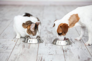 Photo of a white cat and white dog eating out of metal food bowls.