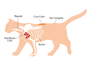 Trace Minerals