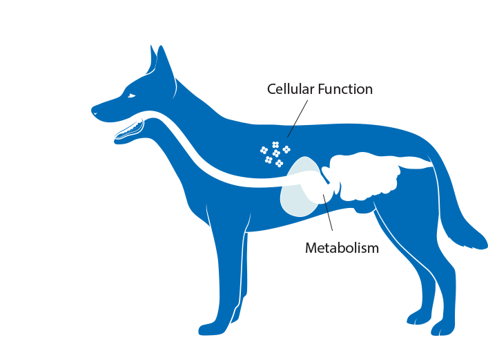Dog Nutrition Pet Food Institute