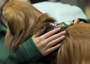 Photo of a hand petting dog wearing a Pet Partners harness.